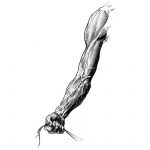 Drawing Of Arm Muscles 10