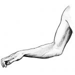 Drawing Of Arm Muscles 12