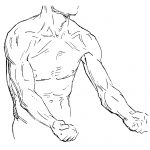 Drawing Of Arm Muscles 14