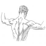 Drawing Of Arm Muscles 15