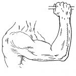 Drawing Of Arm Muscles 16