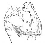 Drawing Of Arm Muscles 18