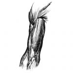 Drawing Of Arm Muscles 4