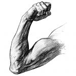Drawing Of Arm Muscles 5