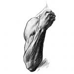 Drawing Of Arm Muscles 6