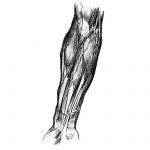 Drawing Of Arm Muscles 7