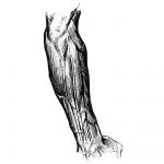 Drawing Of Arm Muscles 9