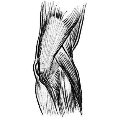 Drawing Of Arm Muscles 11
