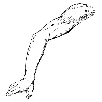 Drawing Of Arm Muscles 13