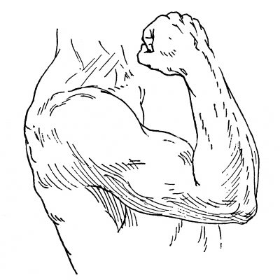 Drawing Of Arm Muscles 18