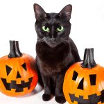 Black Cats For Halloween 1
