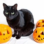 Black Cats For Halloween 2