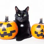 Black Cats For Halloween 3