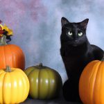 Black Cats For Halloween 4