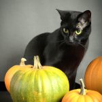 Black Cats For Halloween 5