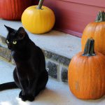 Black Cats For Halloween 6
