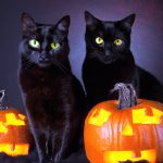 Black Cats For Halloween 7