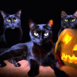 Black Cats For Halloween 8