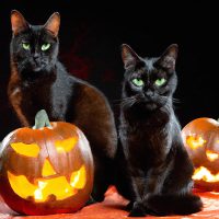 Black Cats for Halloween