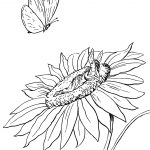 Fairies Illustrations 6 - Fairy in a Sunflower