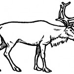 Prehistoric Animals 2 - Reindeer