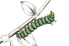 Types of Caterpillars 1