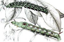 Types of Caterpillars 10