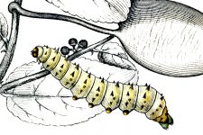 Types of Caterpillars 11