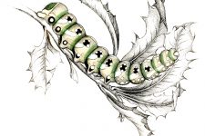Types of Caterpillars 12