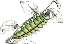 Types of Caterpillars 13