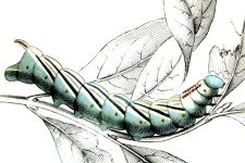 Types of Caterpillars 2