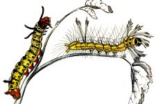 Types Of Caterpillars 3