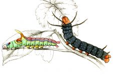 Types Of Caterpillars 4