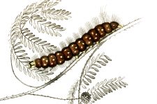 Types of Caterpillars 7