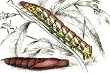 Types of Caterpillars 8