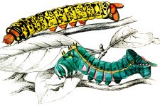 Types Of Caterpillars 9
