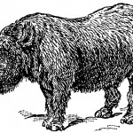 Prehistoric Mammals 1 - Wooly Rhino