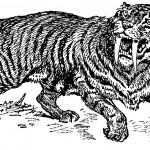 Prehistoric Mammals 4 - Sabre-Toothed Tiger