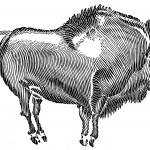 Prehistoric Mammals 6 - Musk Sheep
