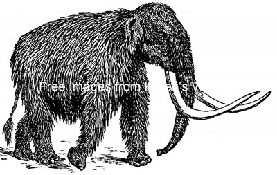 Prehistoric Mammals 2 - Wooly Mammoth