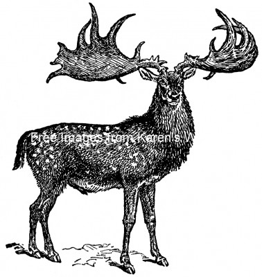 Prehistoric Mammals 3 - Irish Deer