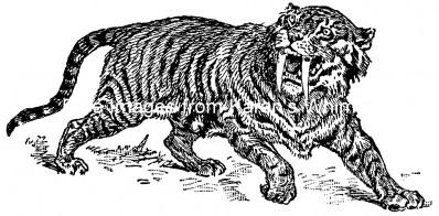 Prehistoric Mammals 4 - Sabre-Toothed Tiger