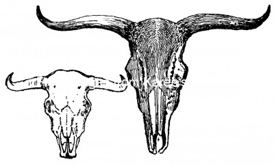 Prehistoric Mammals 5 - Wild Oxen Skulls