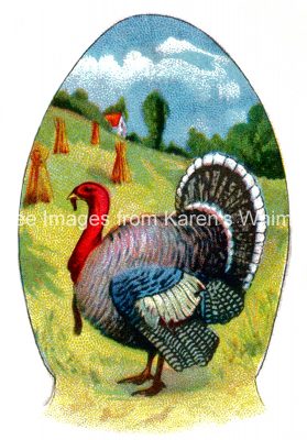 Thanksgiving Images 1 - Turkey in a Field