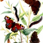 Butterfly Art 1 - Peacock and Cumberwell Beauty Butterflies