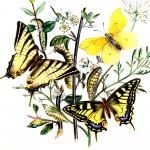 Butterfly Art 2 - Swallowtail and Brimstone Butterflies
