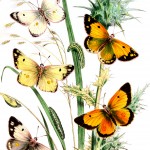 Butterfly Art 3- Pale Clouded Butterflies on Thistle
