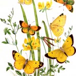 Butterfly Art 4 - Clouded Yellow and Clouded Sulphur Butterflies
