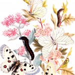 Butterfly Art 5 - Crimson-Ringed and Black-Veined Butterflies on Sedum