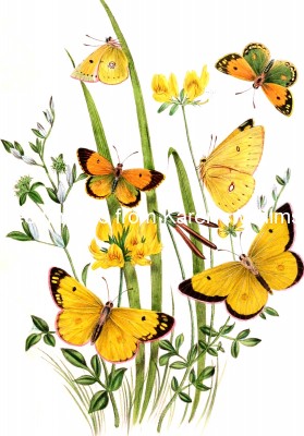 Butterfly Art 4 - Clouded Yellow and Clouded Sulphur Butterflies